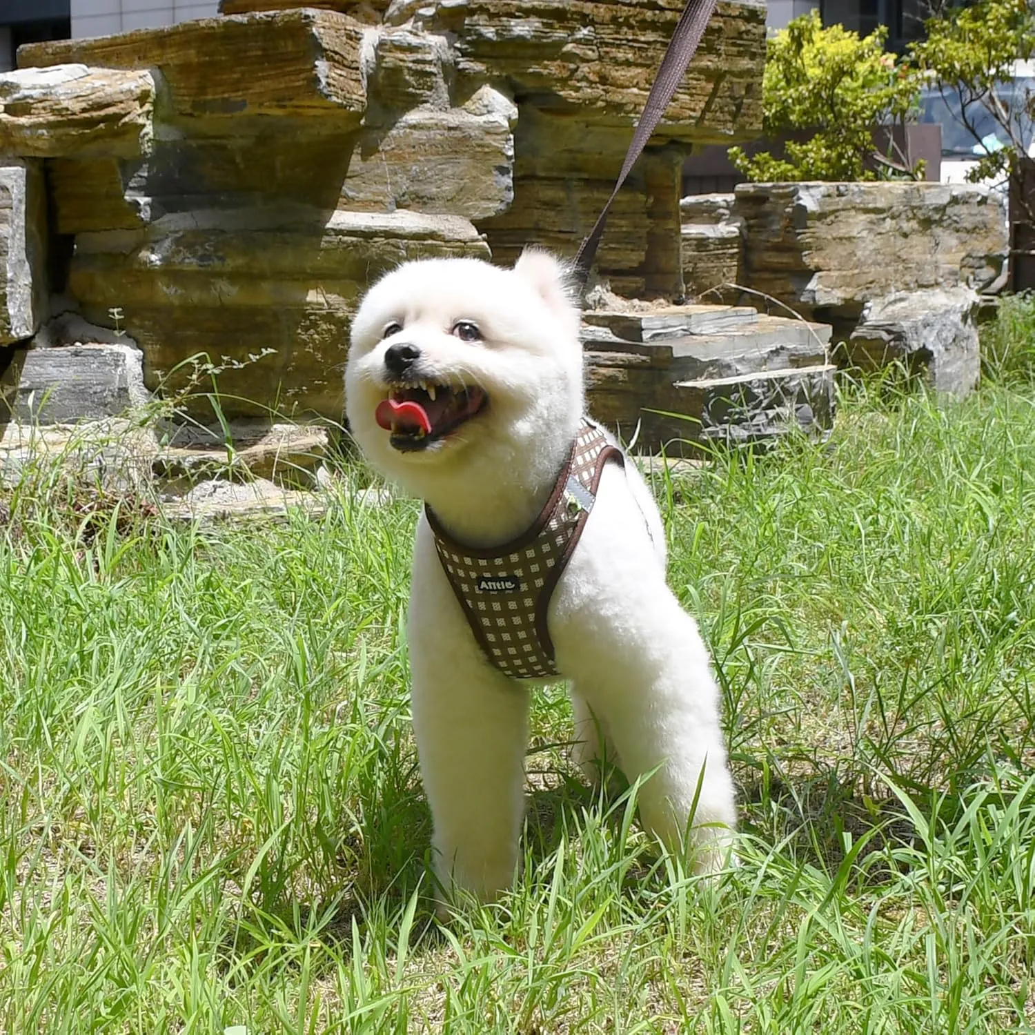 AIITLE Adjustable Dog Harness and Leash Set, Step in No Pull Pet Harness, Soft Mesh Reflective Plaid Vest Harnesses for Small Dogs Puppy and House Cats Outdoor Walking Running Chocolate XS