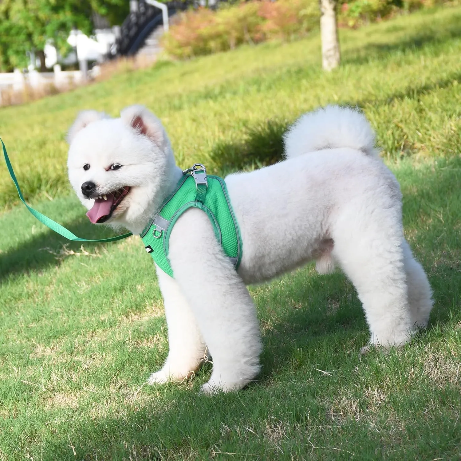 AIITLE No Pull Dog Harness and Leash Set, Step in Adjustable Dog Harness with Padded Vest for All Weather, Reflective Pet Harness, Easy to Put on Small Dogs Green S