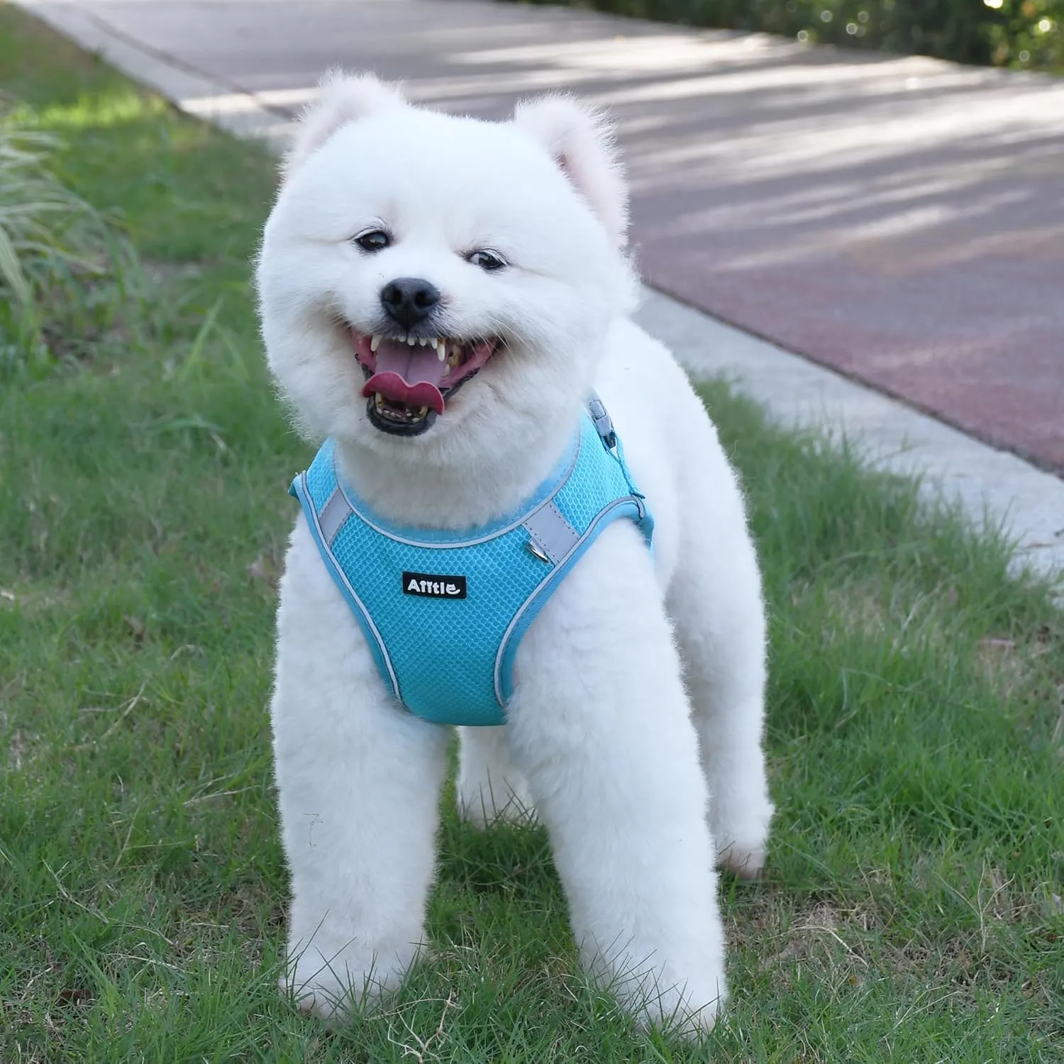 AIITLE Small Dog Harness, No-Pull Cat Harness with a Leash, Step in Adjustable Puppy Harness with Quick-Release Buckle, Reflective Outdoor Pet Vest for Extra Small Dogs and House Cats Blue XXS