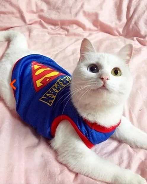 Breathable Cool Vest Clothing for Cats Dogs 2017