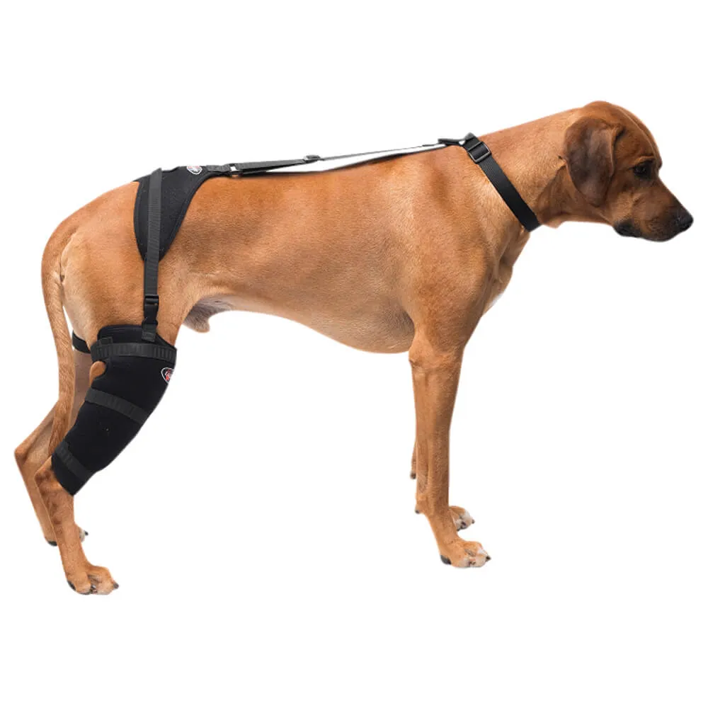 Caldera Pet Therapy Tall Stifle Wrap with Therapy Gel