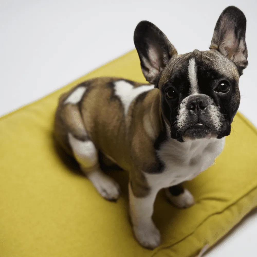 MØVIK Luxury Dog Bed by Labbvenn in Honey