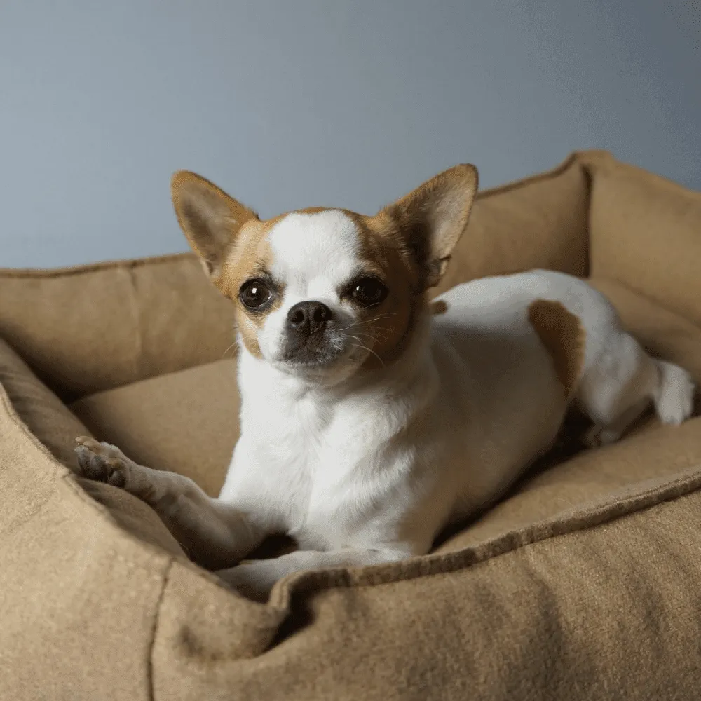 MØVIK Luxury High Side Dog Bed by Labbvenn in Biscuit