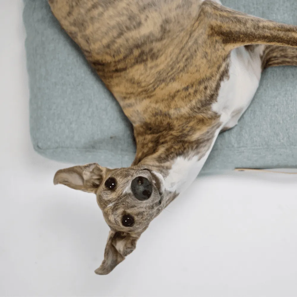Oslo Luxury Dog Bed by Labbvenn in Cloud