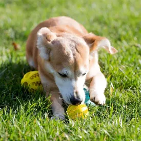 Perfect Funny Toy for Pet Puppies and Large Dogs