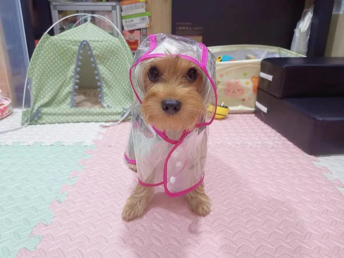Pet Raincoat,Small Dog Waterproof Puppy Raincoat Coat Transparent Pet Dog Rainwear Clothes for Small Dogs Cats (L, Pink)