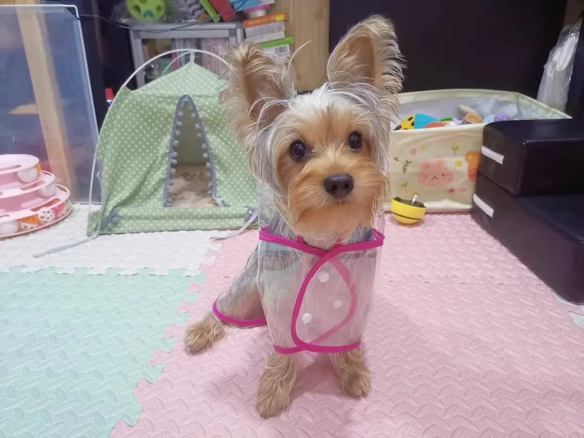 Pet Raincoat,Small Dog Waterproof Puppy Raincoat Coat Transparent Pet Dog Rainwear Clothes for Small Dogs Cats (L, Pink)