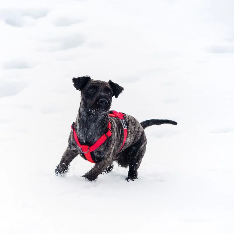Rukka Red Form Y Harness
