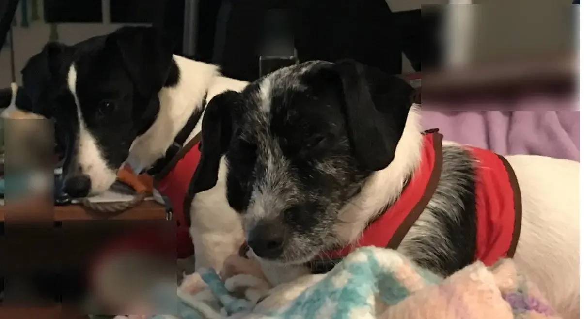 Step Easy Warm Fleece Lined Soft Harness | 3 LBS to 20 LBS